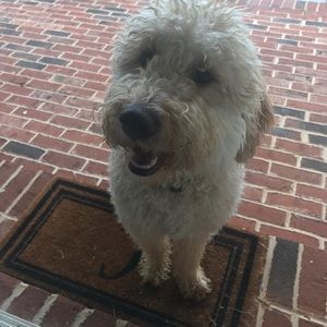 Meet your Posher, Bridget